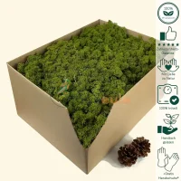 Islandmoos Mittel Grün 2500 Gramm