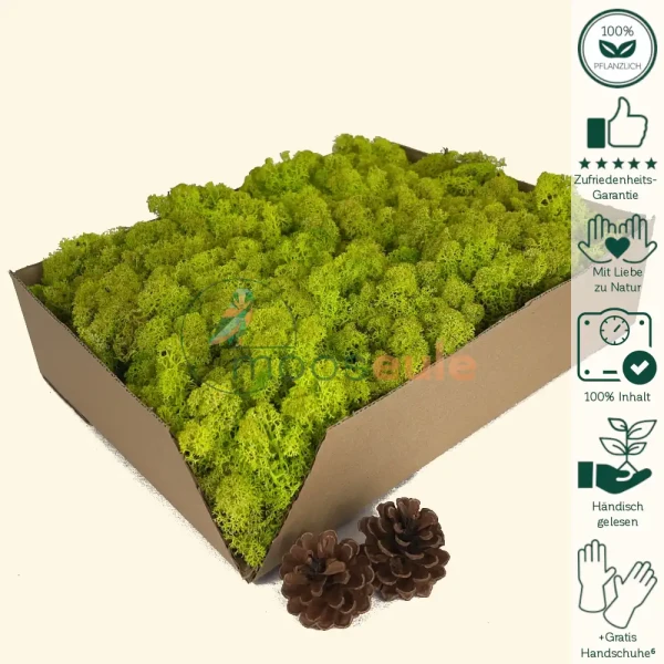 Islandmoos Apfel Grün 1000 Gramm
