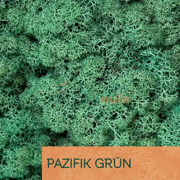 Islandmoos Pazifik Grün