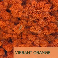 Islandmoos Vibrant Orange