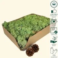 Islandmoos Minz Grün 1000 Gramm