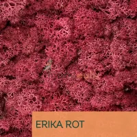 Islandmoos Erika Rot 0100 Gramm