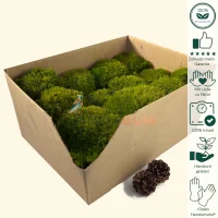 Laub Moos Hell Grün 1000 Gramm