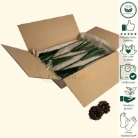 Papyrus Grün 5 Stück