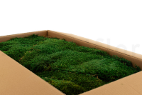 GROßPACKUNG Waldmoos Natur Grün 3kg