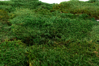 GROßPACKUNG Waldmoos Natur Grün 3kg