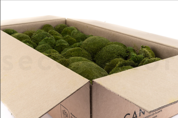 GROßPACKUNG Kugelmoos Natur Grün 2kg