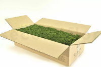 GROßPACKUNG Islandmoos Wald Grün 5kg