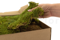 GROßPACKUNG Steinmoos Sumpf Grün 0,7kg