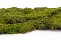 GROßPACKUNG Steinmoos Sumpf Grün 0,7kg