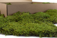 GROßPACKUNG Steinmoos Sumpf Grün 0,7kg