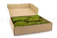 GROßPACKUNG Steinmoos Sumpf Grün 0,7kg