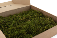 GROßPACKUNG Sternmoos Hell Grün 0,4kg