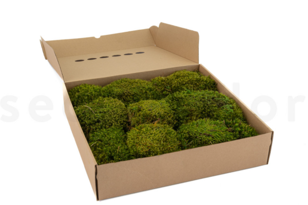 GROßPACKUNG Hügelmoos Hell Grün 0,7kg