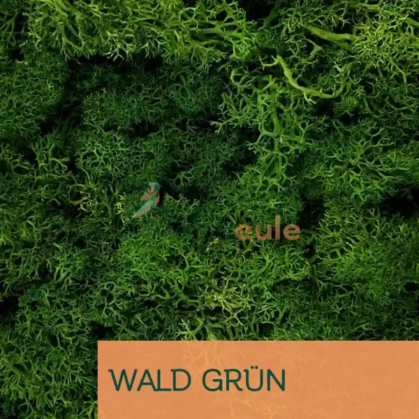 Islandmoos Wald Grün 5000 Gramm