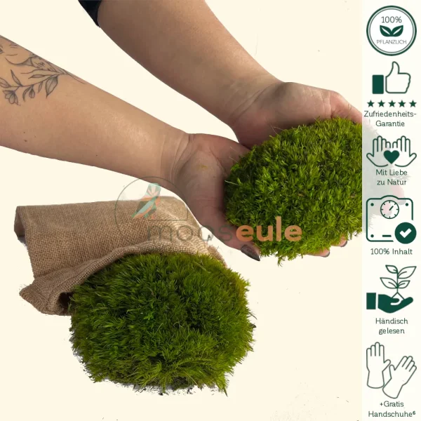 Laub Moos Hell Grün 2000 Gramm