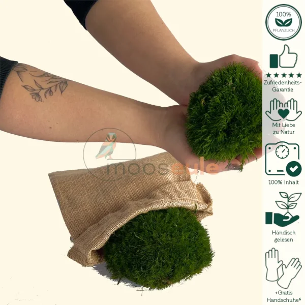 Laub Moos Natur Grün 2000 Gramm