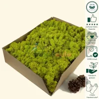 Islandmoos Limetten Grün 1000 Gramm